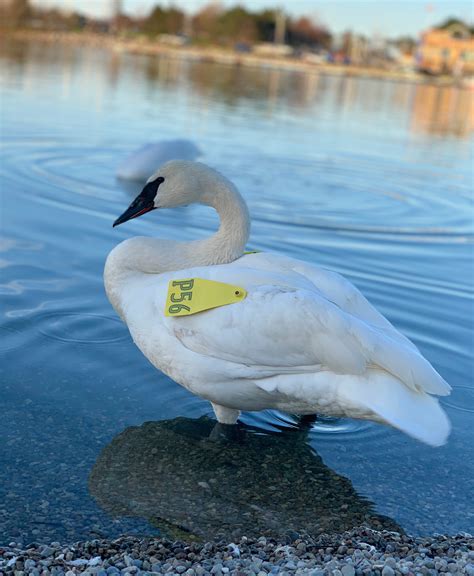 Enter your email or username and password to sign in to your schwan's home delivery account. Trumpeter Swans: A Treasure of the Credit - Credit Valley ...