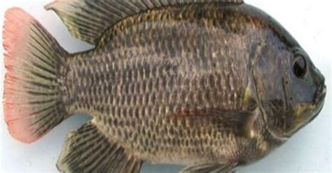 We did not find results for: Kolam Ikan Erek Erek - Tentang Kolam Kandang Ternak