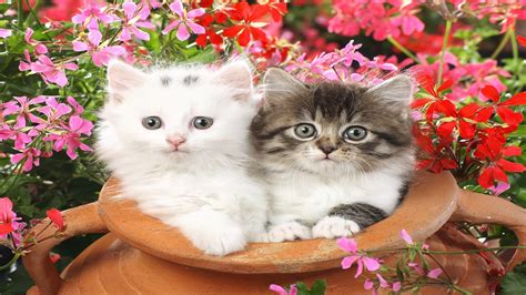 Most Beautiful Cats Wallpapers Hd Free For Cat Lovers