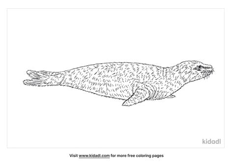 Free Caribbean Monk Seal Coloring Page Coloring Page Printables Kidadl