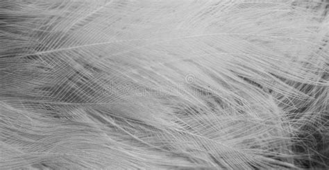 White Feathers With Visible Details Background Or Textura Stock Photo