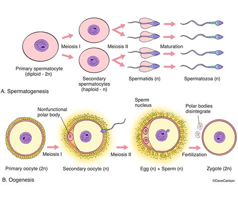 Spermatogenesis And Oogenesis Carlson Stock Art