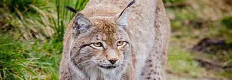 Reintroducing The Eurasian Lynx To Scotland