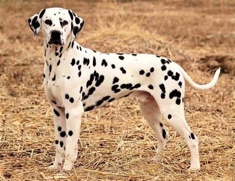 Which Dog Breeds Are Suitable For Indian Climate