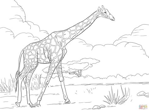 Realistic zebra coloring book with photo … read more. Get This Giraffe Coloring Pages Realistic Animals 99562