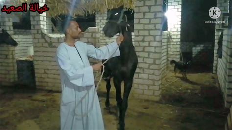 أكشن ومواقف طبيعية عند محاولة تزاوج الحصان ليل مبادرة تحسين نسل الخيل البلدي مجاناً بصعيد مصر