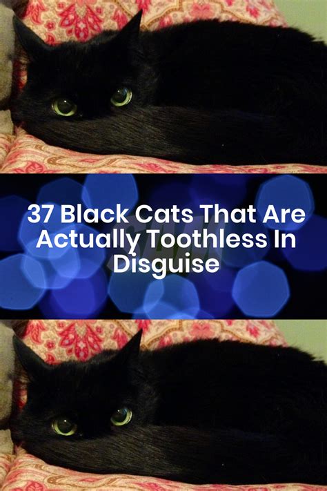 37 Black Cats That Are Actually Toothless In Disguise Artofit