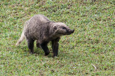 Hog Badger Arctonyx Collaris