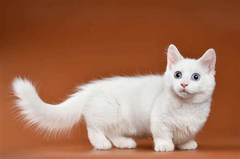 Munchkin Cat Breed Profile History Personality And Health Cat World