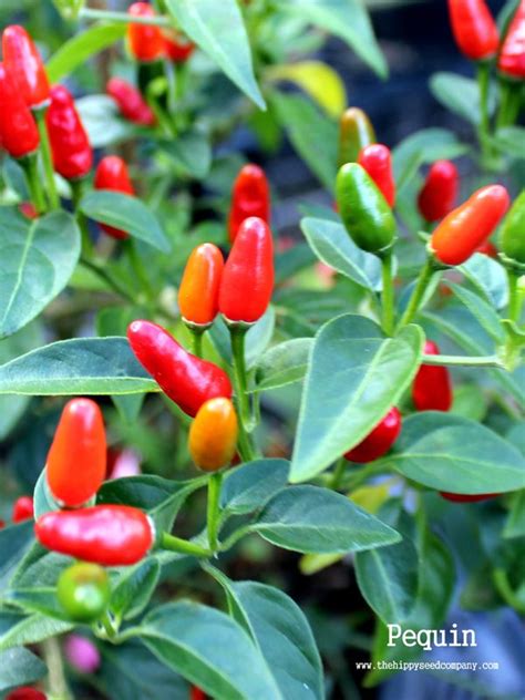 Pequin Chilli The Hippy Seed Company Your Chilli Experts Stuffed