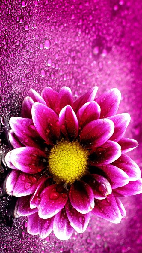 Purple Flower Wallpaper For Iphone 77 Images