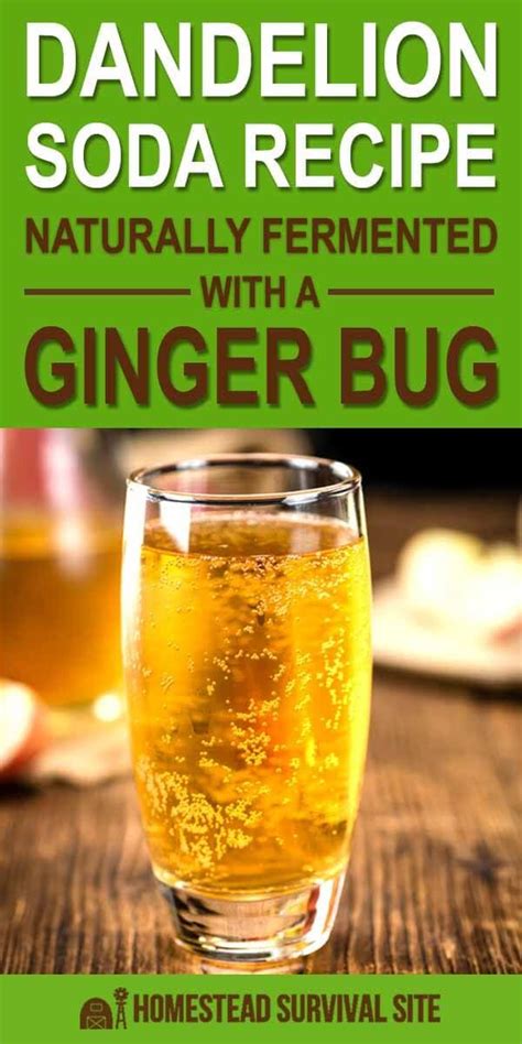 Dandelion Soda Recipe Naturally Fermented With A Ginger Bug Ginger