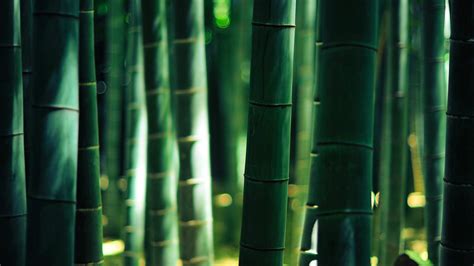 Green Bamboo Hd Wallpaper 4k Ultra Hd Hd Wallpaper