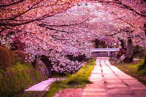 Most Beautiful Cherry Blossoms Around World Peoples Daily Online