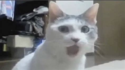 Hahaha Baby Omg Cat Cats On Treadmill Youtube