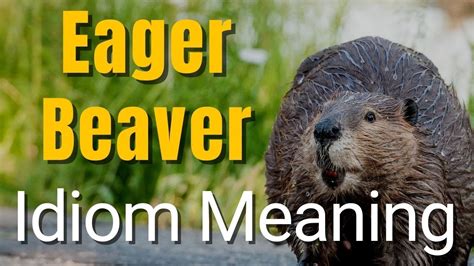 Eager Beaver Meaning Idioms In English Youtube