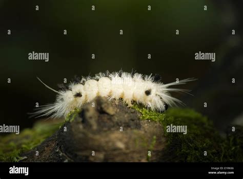 A Caterpillar Of The Hickory Tussock Moth Sitting On A Piece Of Wood In