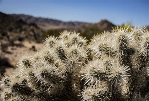 Desert Cactus Free Stock Photo Public Domain Pictures
