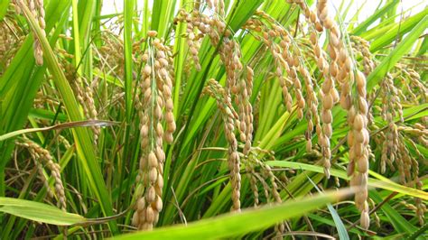 Rice Plant Harvest Images And Pictures Becuo