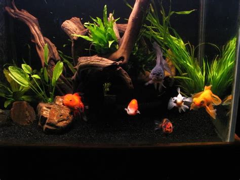 Beautiful Goldfish Tank Goldfish Aquarium Fresh Water Fish Tank