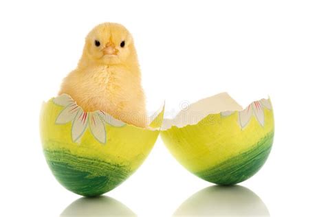 Chick On Easter Eggs Stock Photo Image Of Newborn Little 29726162