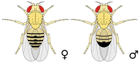 Файл:Biology Illustration Animals Insects Drosophila melanogaster.svg