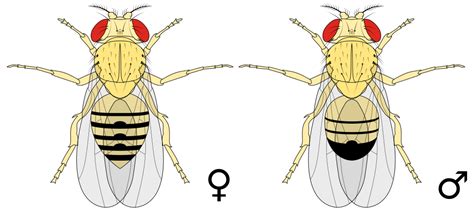 Our group was given the mutant type. Файл:Biology Illustration Animals Insects Drosophila ...