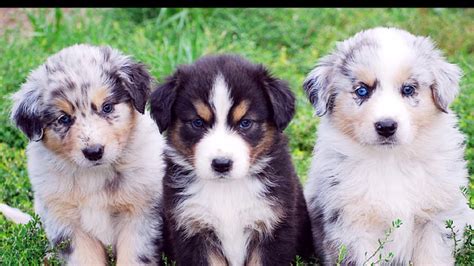 Get a boxer, husky, german shepherd, pug, and more on kijiji, canada's #1 local classifieds. australian shepherd puppies - YouTube