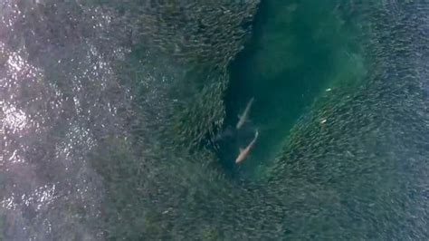 Shark Feeding Frenzy Seen In Incredible Aerial View National Geographic Shark Dusky Shark