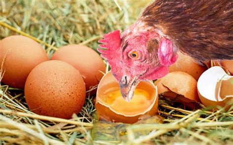 Bielefelder Chicken Eggs All You Need To Know Learnpoultry