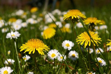 Free Images Nature Grass Field Dandelion Prairie Bloom Green