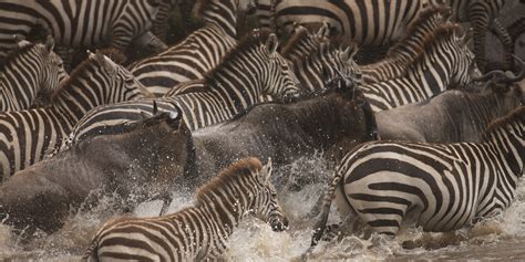 The Serengeti Great Migration May Yellow Zebra Safaris