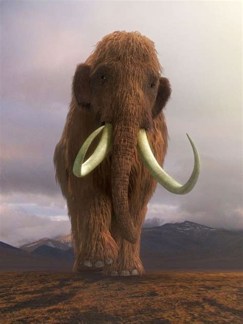Woolly Mammoth The Extinct Legend