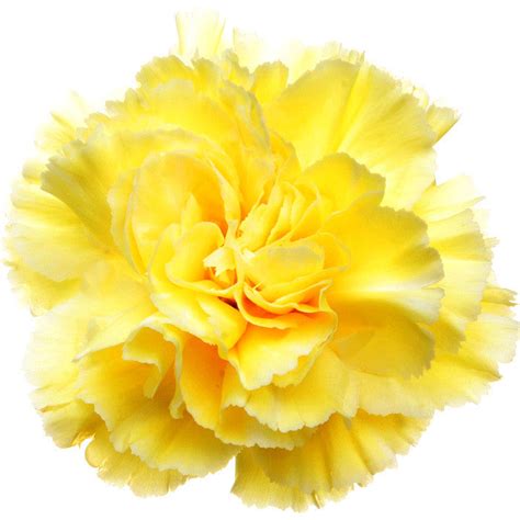 Yellow Carnations Carnations In Bulk