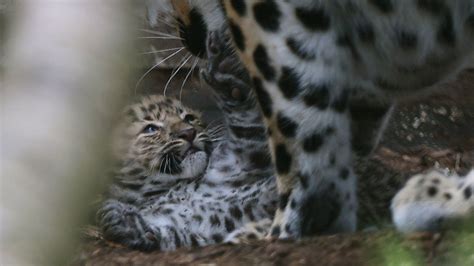 Endangered Amur Leopards Born At Twycross Zoo Bbc News