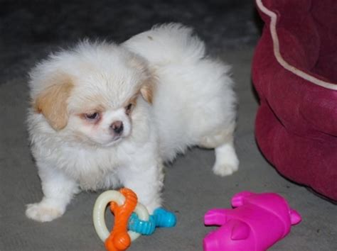 Select the breed to be taken to the list. Japanese Chin Puppies For Sale | Spokane, WA #157170
