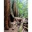 Muir Woods Redwood Forest 3024×4032 – Wallpaperable