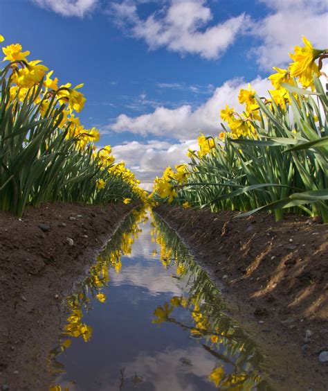 Daffodil Rows North Western Images Photos By Andy Porter