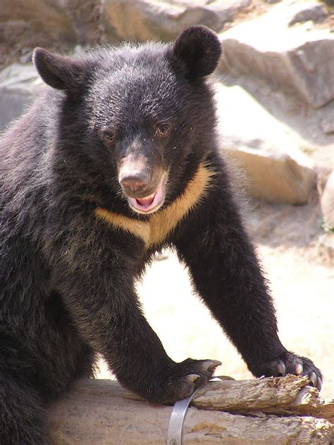 Category artwork (digital) / all. Formosan black bear - Wikipedia