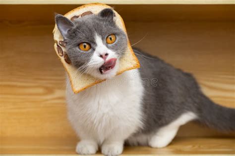 Cute British Shorthair Cat With Slice Of Bread On The Head Stock Image