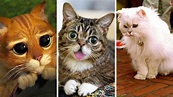 Nombres de gatos famosos (macho y hembra) divertidos y originales