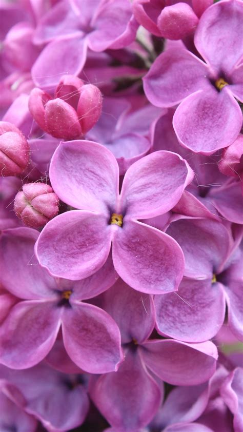 Wallpapers Hd Purple Lilac Flowers