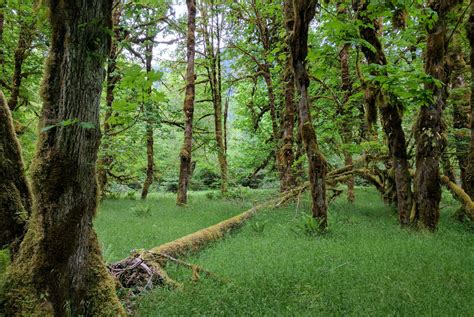 Backpacking Hoh River Trail Outtraverse