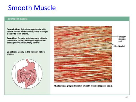 Anatomy Of The Smooth Muscle