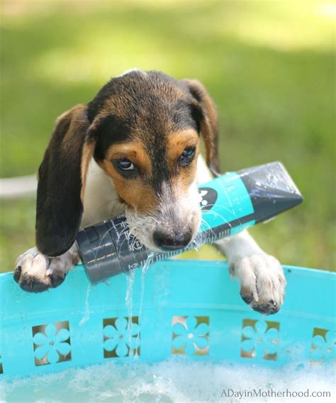Aap recommends bathing your baby no more than three days per week. How Often Should I Bathe My Puppy? | Puppy find, Bathing a ...