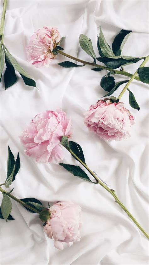 Iphone Phone Wallpaper White With Pink Roses