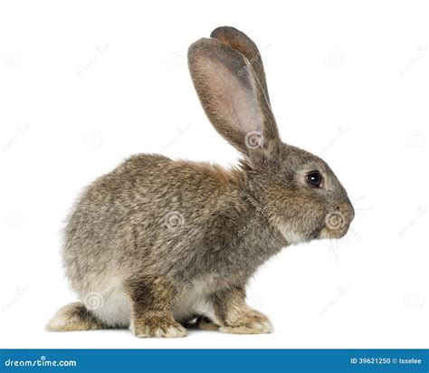 Rabbit Isolated On White Stock Photo Image Of Mammal 39621250
