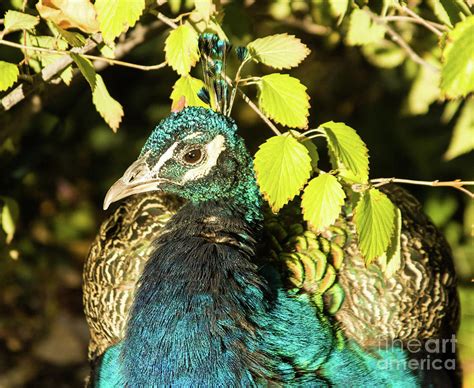 Peacock 1 Photograph By Steven Parker Fine Art America