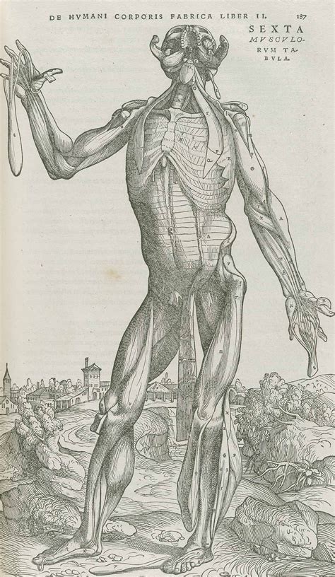 De Humani Corporis Fabrica By Andreas Vesalius The Great And