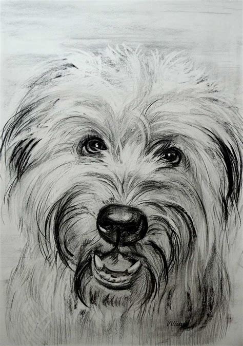 Charcoal Dog Portraits Dog Paintings In Charcoal